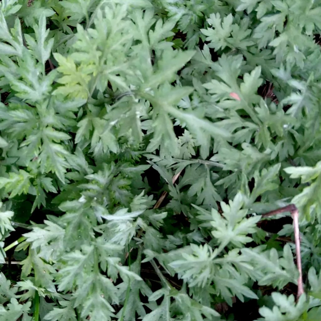 南阿蘇オーガニック　有機自社農場のハーブ　よもぎ