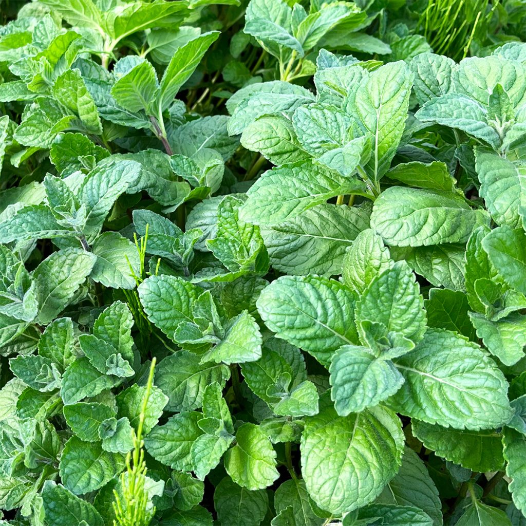 南阿蘇オーガニック　有機自社農場のハーブ　グレープフルーツミント