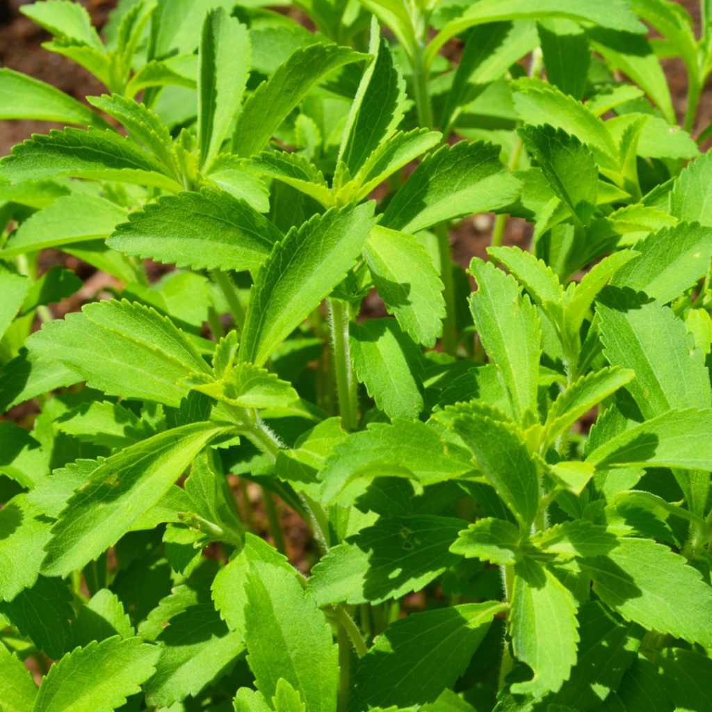 南阿蘇オーガニック　有機自社農場のハーブ　ステビア