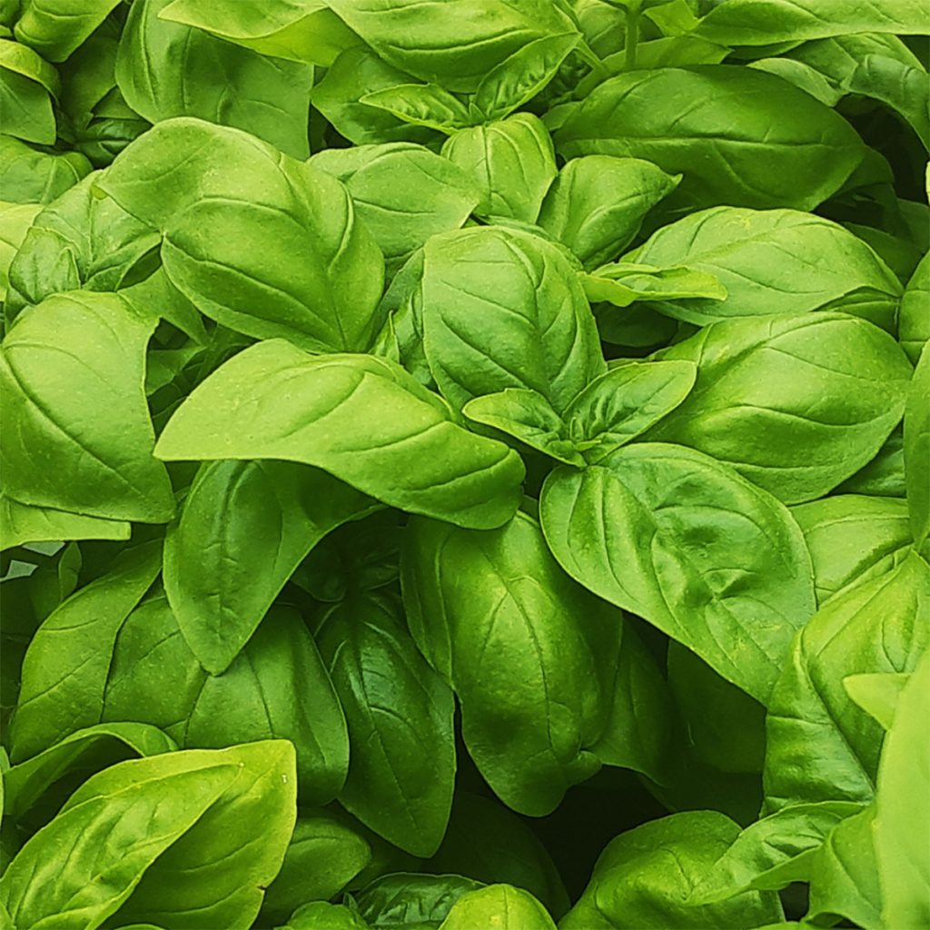 南阿蘇オーガニック　有機自社農場のハーブ　バジル