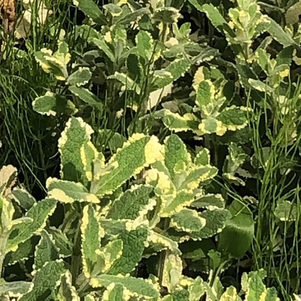 南阿蘇オーガニック　有機自社農場のハーブ　パイナップルミント