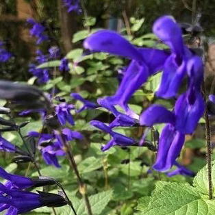 南阿蘇オーガニック　有機自社農場のハーブ　メドーセイジ