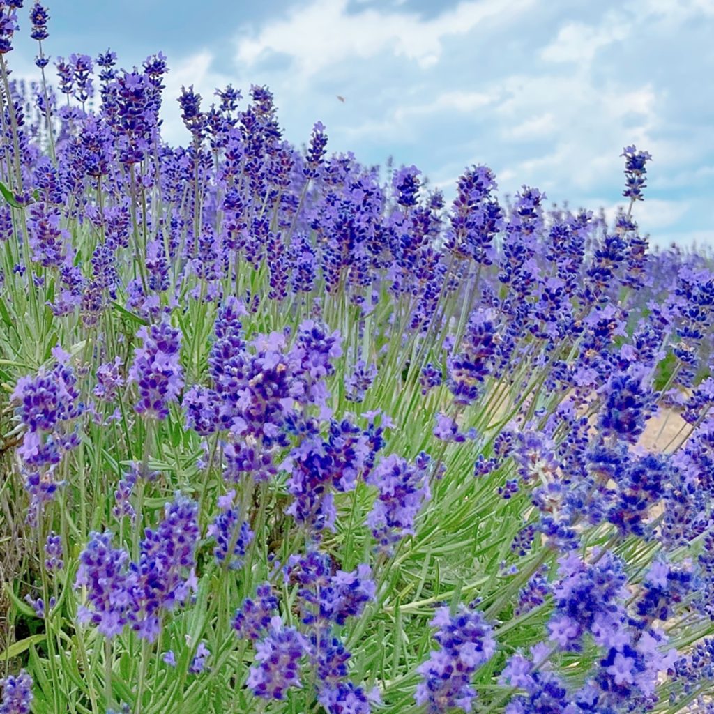 南阿蘇オーガニック　有機自社農場のハーブ　ラベンダー