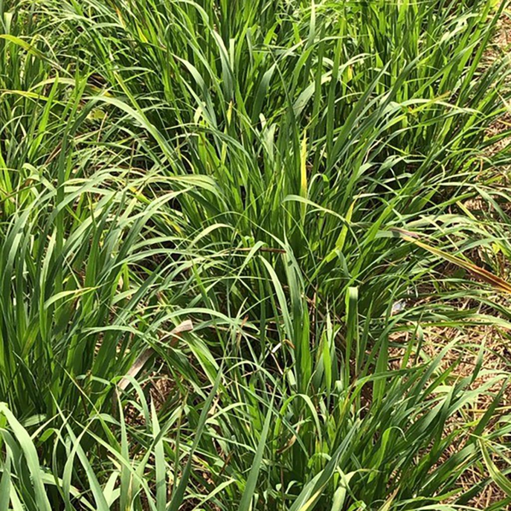 南阿蘇オーガニック　有機自社農場のハーブ　レモングラス