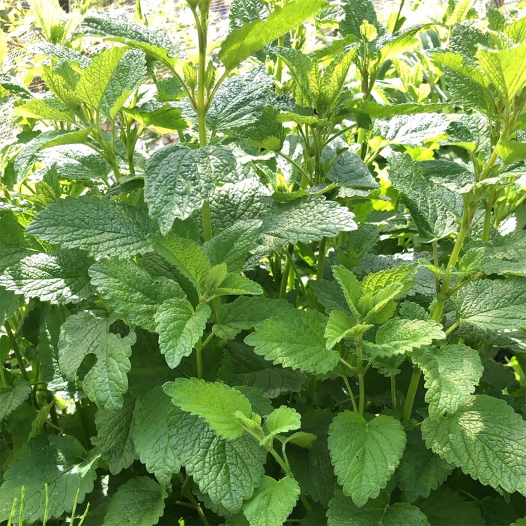 南阿蘇オーガニック　有機自社農場のハーブ　レモンバーム