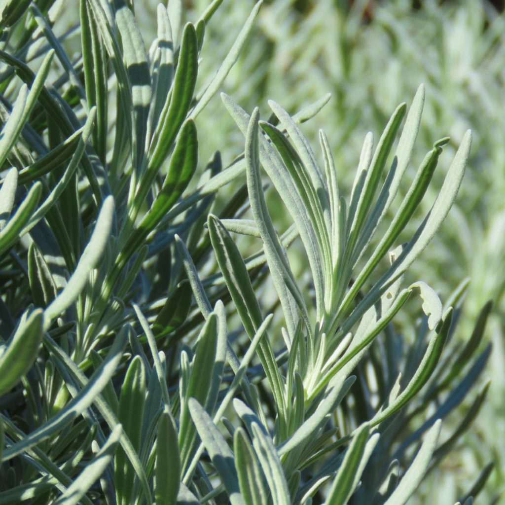 南阿蘇オーガニック　有機自社農場のハーブ　ローズマリー