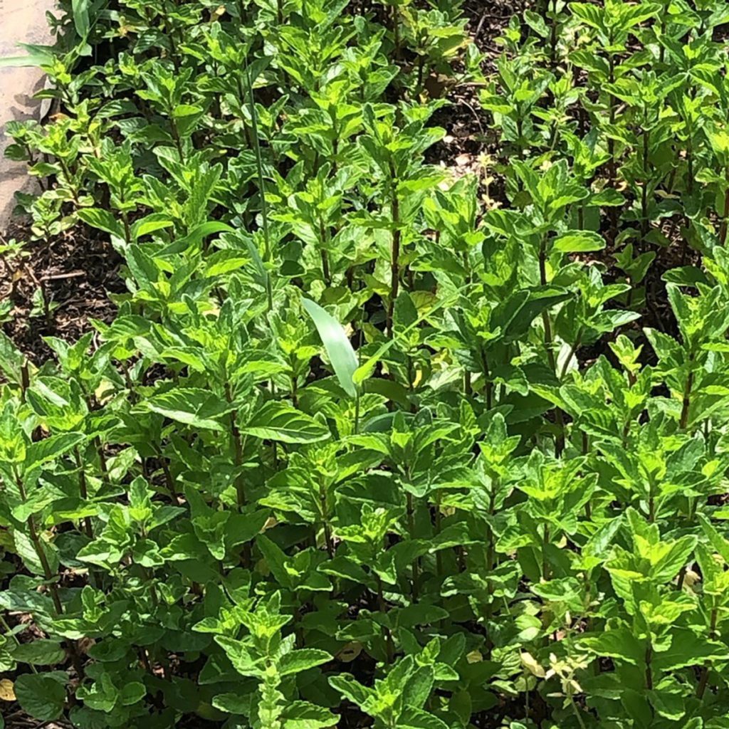 南阿蘇オーガニック　有機自社農場のハーブ　和ハッカ